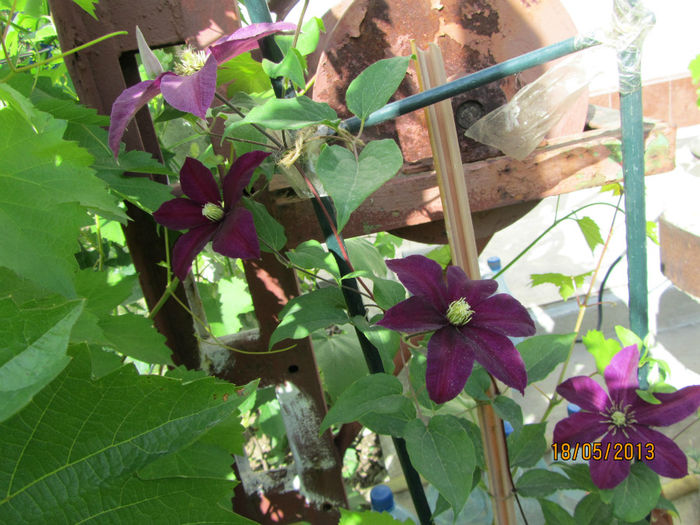 Clematis