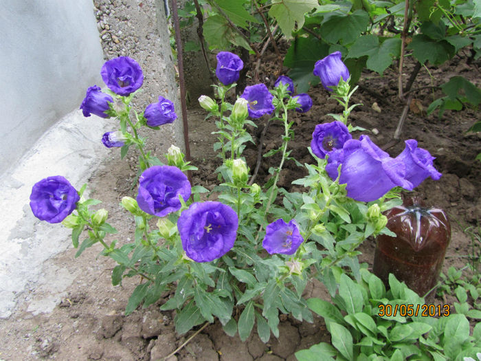 Clopotei ( Campanula Medium