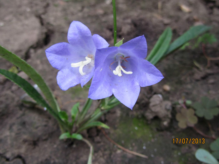 Clopotei (Platycodon-Fl.Balon)