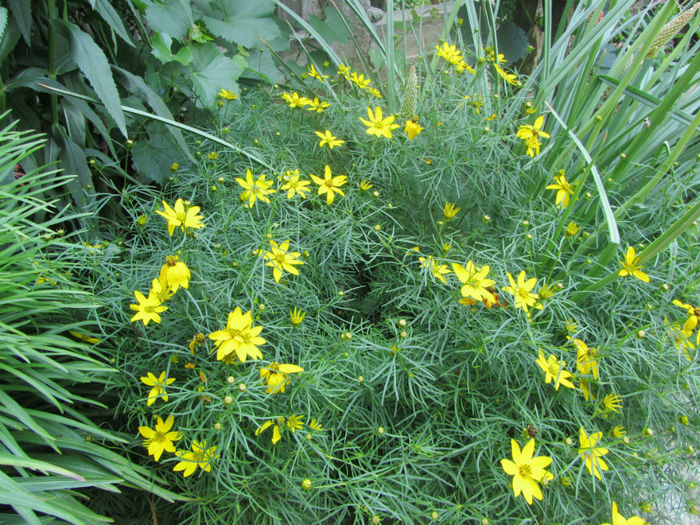 Coreopsis Zagreb (