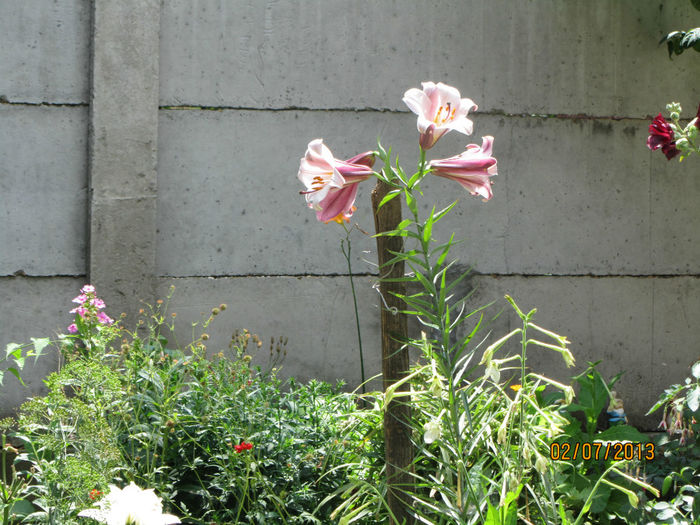 Crin trompet PinkPerfection - 01-Flori din curtea mea 2013