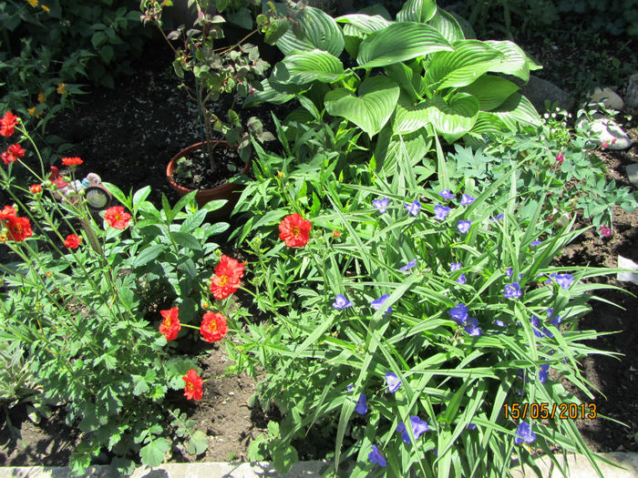 Fl. Curte - 01-Flori din curtea mea 2013