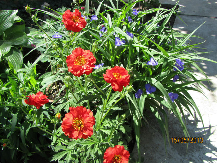 Geum+ Tradescantia