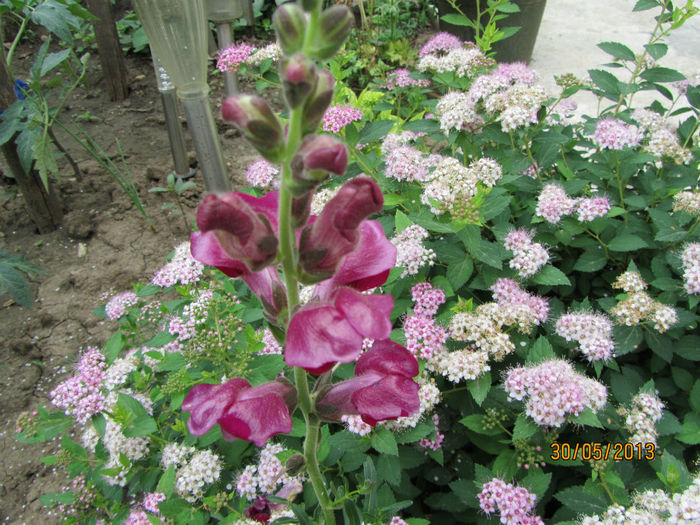 Gura leului+ Spiarea