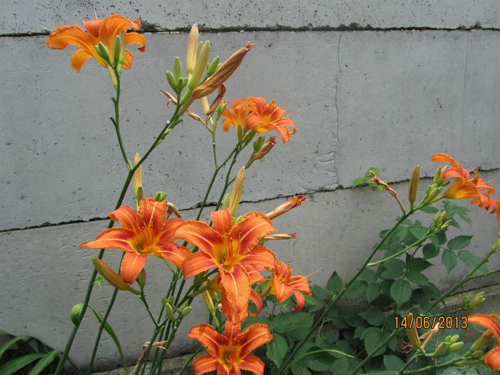 Hemerocallis-Crin de zi