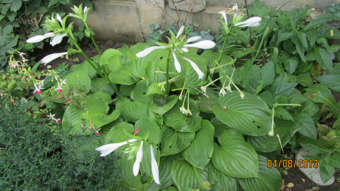 Hosta (4)