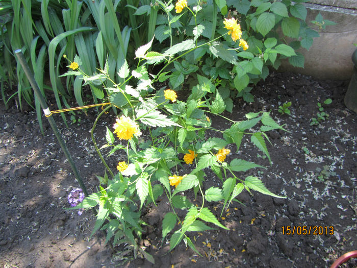 Trandafiri Domnesti(Kerria)