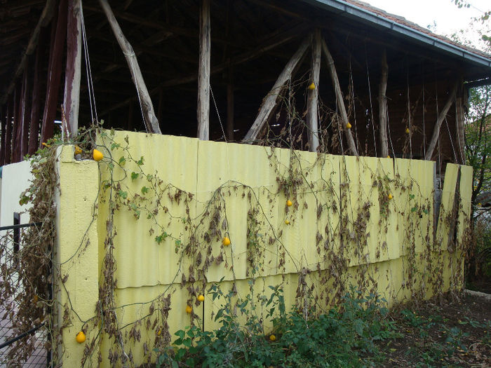 DSC04535 - Casa fratelui meu la Vajuga din Serbia