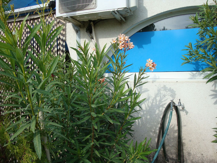 Kladovo, la intrae in birt .