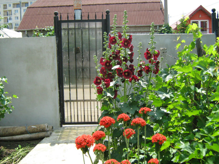 Lychnis Chalcedonica si Nalba