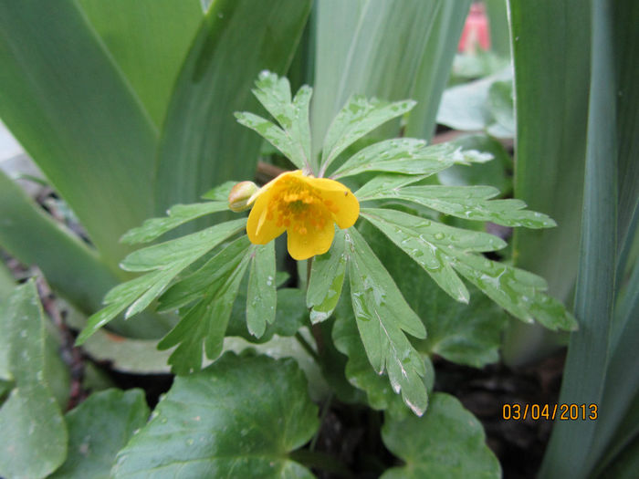 Pastita Galbena- Eranthis