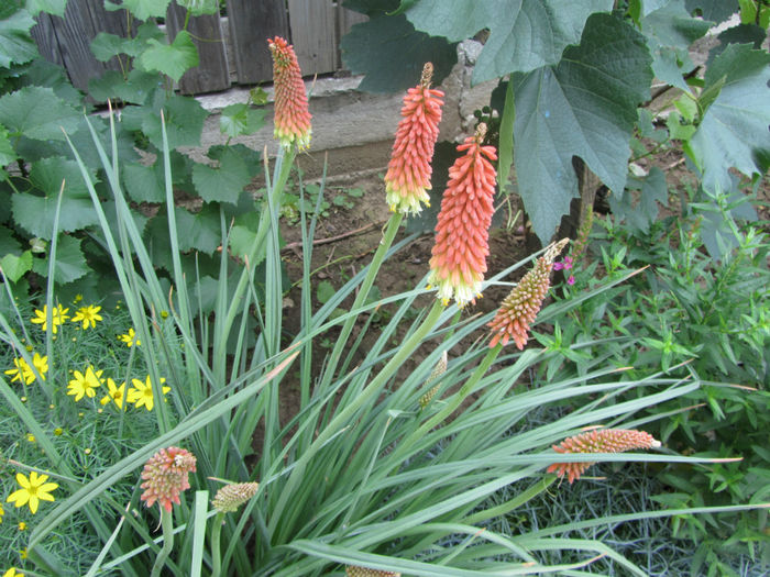 Tritoma(Kniphofia Uvaria); Crin faclie este numit la noi
