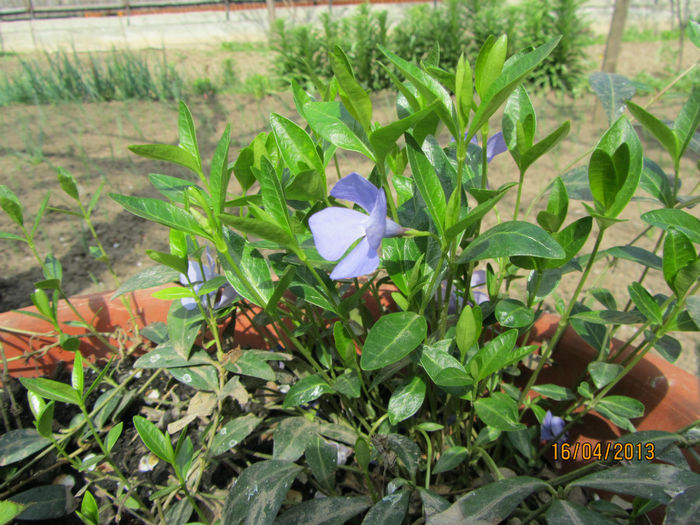 Vinca minor (Saschiul)