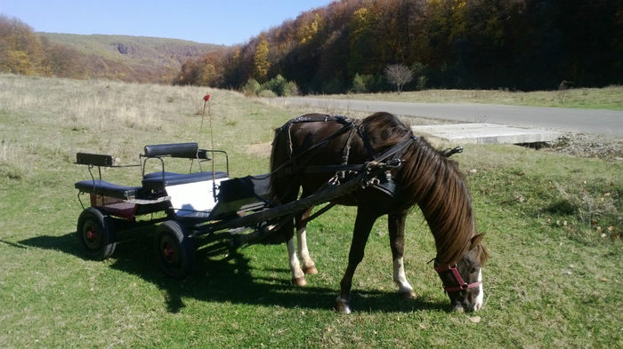 WP_20131020_021 - MY HORSES