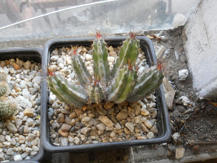 DSCN6757 - Cactusi si suculente din colectia mea