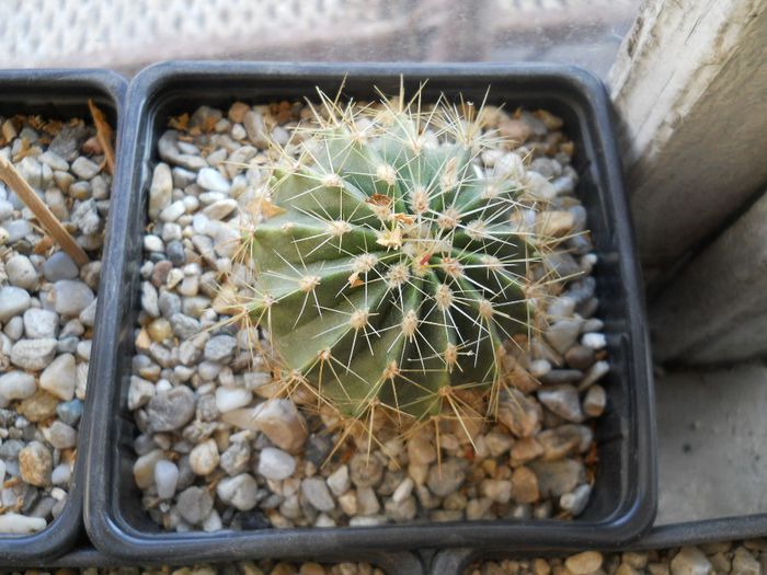 DSCN6764 - Cactusi si suculente din colectia mea