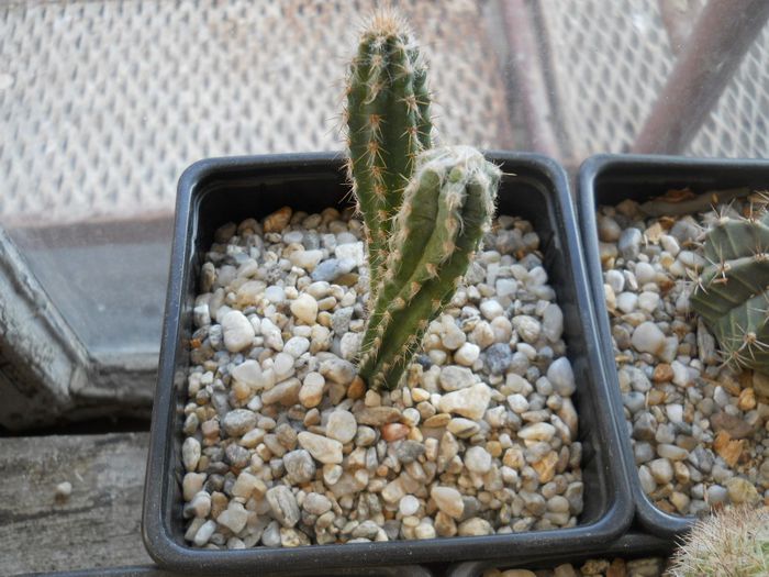 DSCN6768 - Cactusi si suculente din colectia mea
