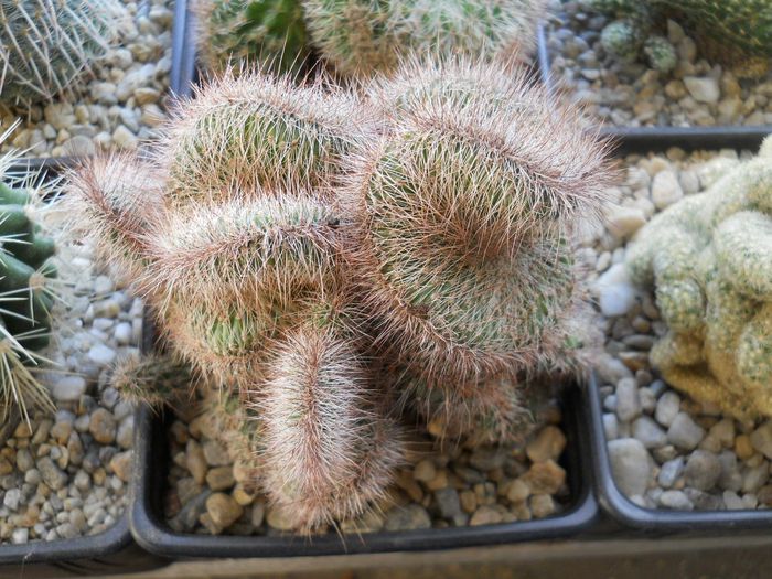 DSCN6770 - Cactusi si suculente din colectia mea