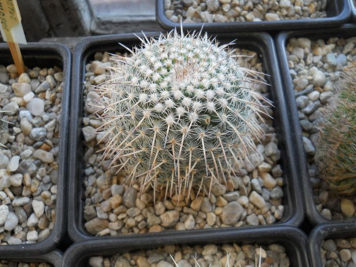 DSCN6771 - Cactusi si suculente din colectia mea