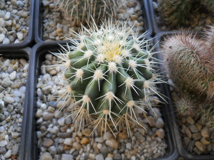 DSCN6772 - Cactusi si suculente din colectia mea
