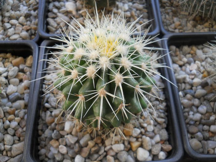 DSCN6774 - Cactusi si suculente din colectia mea