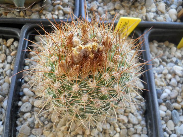 DSCN6778 - Cactusi si suculente din colectia mea