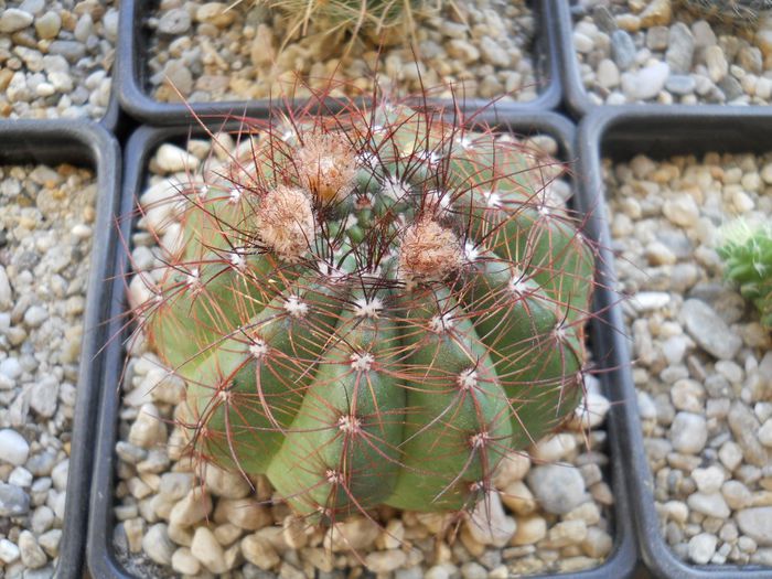 DSCN6779 - Cactusi si suculente din colectia mea