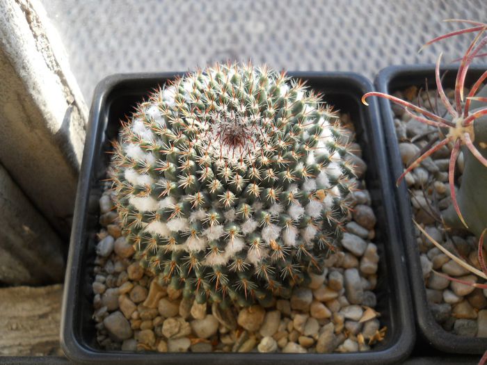 DSCN6781 - Cactusi si suculente din colectia mea