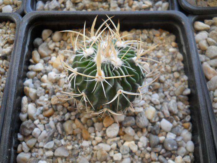 DSCN6783 - Cactusi si suculente din colectia mea