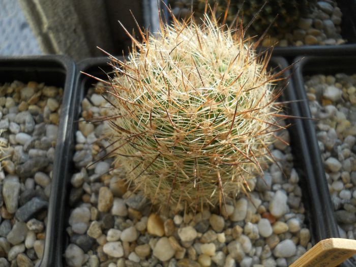 DSCN6784 - Cactusi si suculente din colectia mea