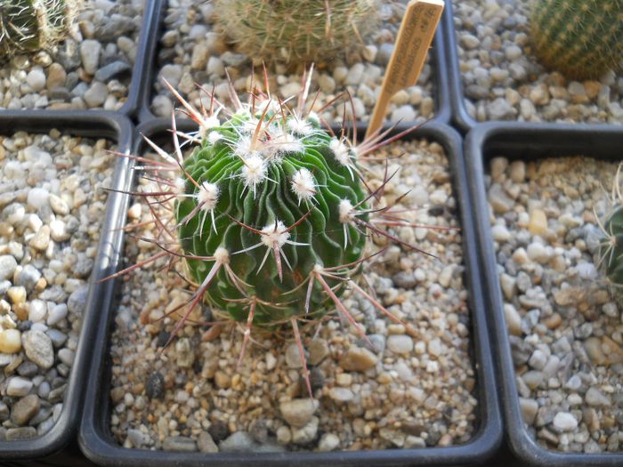 DSCN6785 - Cactusi si suculente din colectia mea