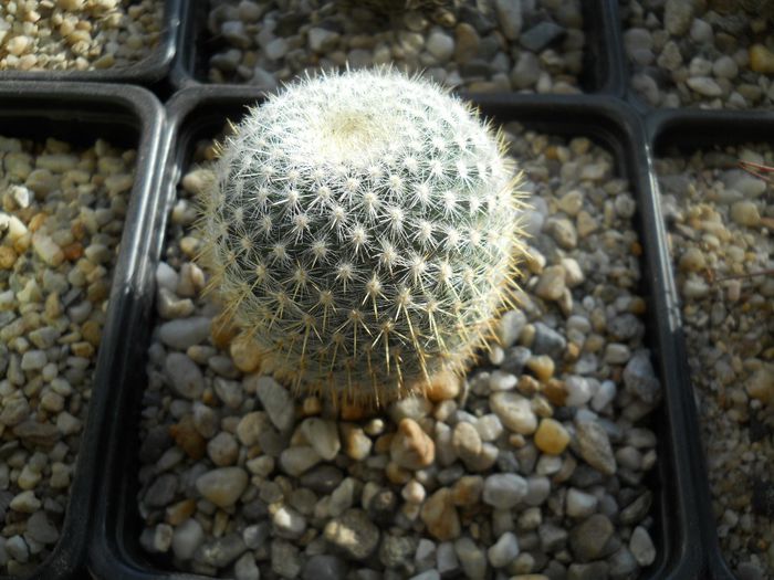 DSCN6787 - Cactusi si suculente din colectia mea
