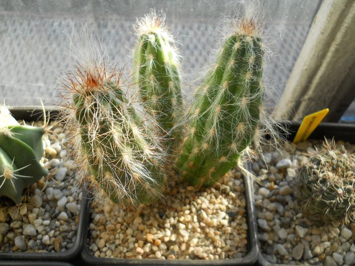 DSCN6788 - Cactusi si suculente din colectia mea