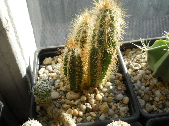 DSCN6792 - Cactusi si suculente din colectia mea