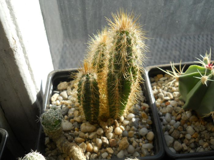 DSCN6793 - Cactusi si suculente din colectia mea