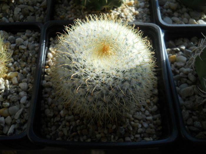 DSCN6804