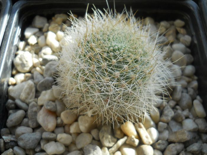 DSCN6822 - Cactusi si suculente din colectia mea
