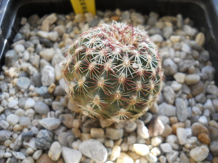 DSCN6823 - Cactusi si suculente din colectia mea