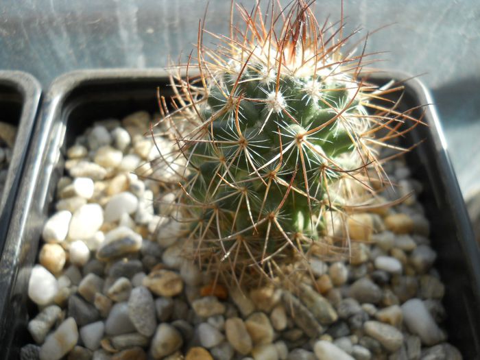 DSCN6825 - Cactusi si suculente din colectia mea