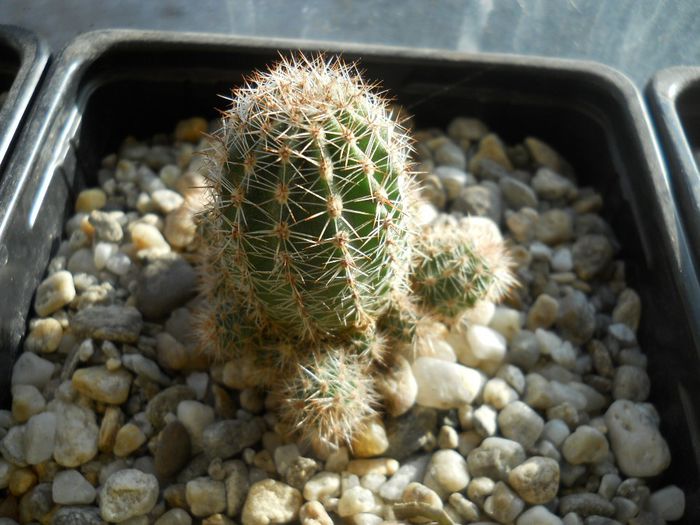 DSCN6826 - Cactusi si suculente din colectia mea