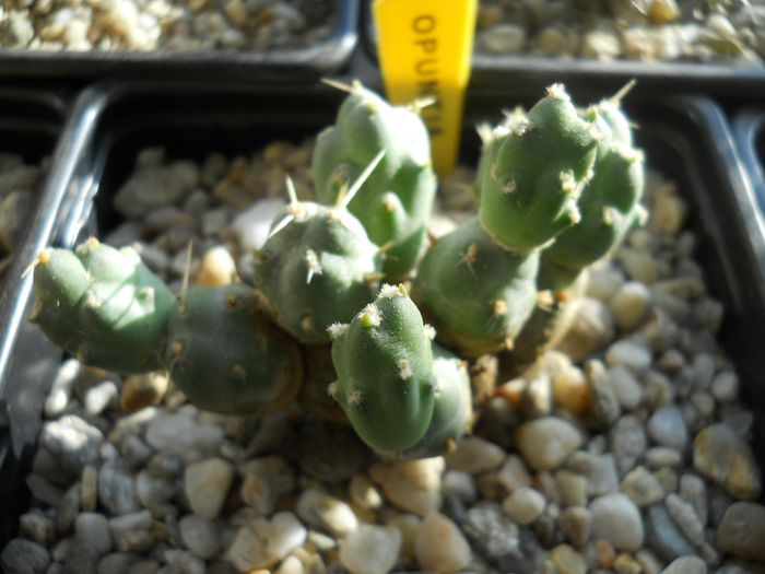 DSCN6827 - Cactusi si suculente din colectia mea