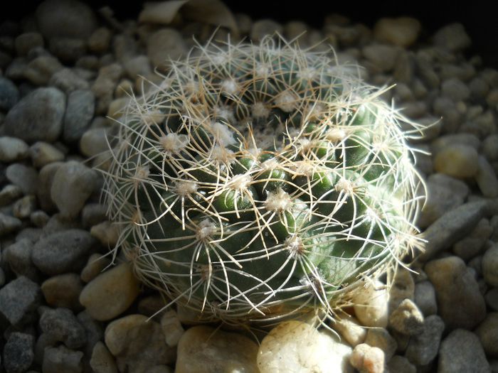 DSCN6828 - Cactusi si suculente din colectia mea