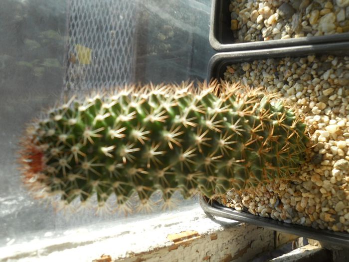 DSCN6829 - Cactusi si suculente din colectia mea