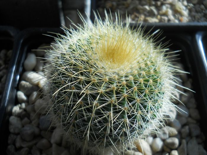 DSCN6830 - Cactusi si suculente din colectia mea