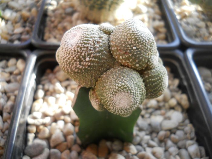 DSCN6831 - Cactusi si suculente din colectia mea