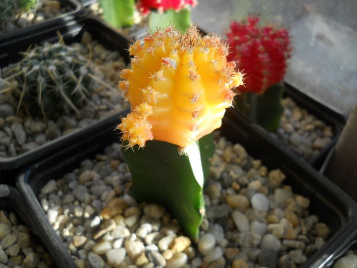DSCN6833 - Cactusi si suculente din colectia mea