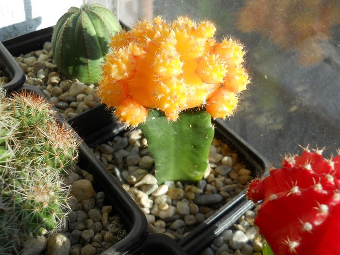 DSCN6836 - Cactusi si suculente din colectia mea