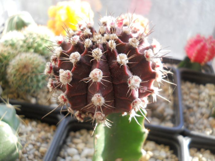 DSCN6838 - Cactusi si suculente  2