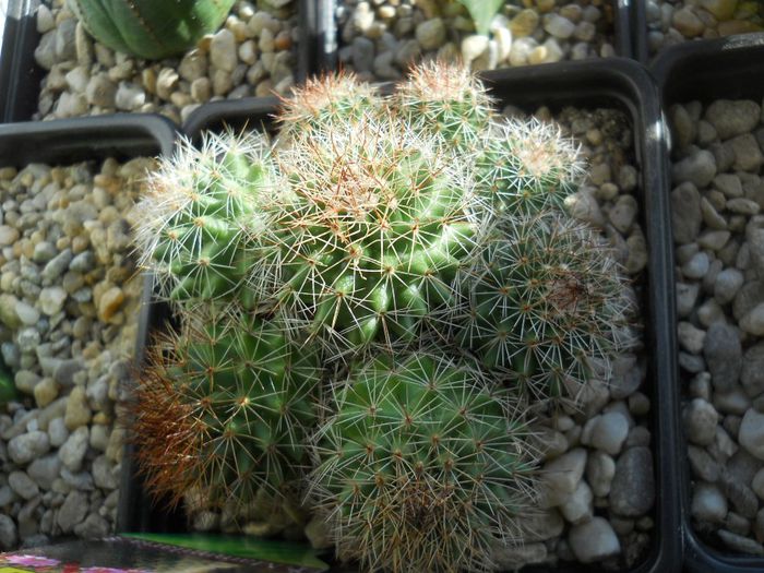 DSCN6843 - Cactusi si suculente  2