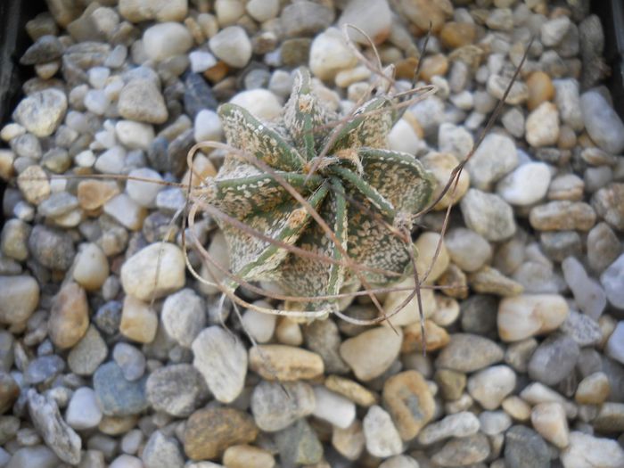 DSCN6845 - Cactusi si suculente  2